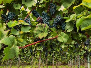 Il vino di Monza